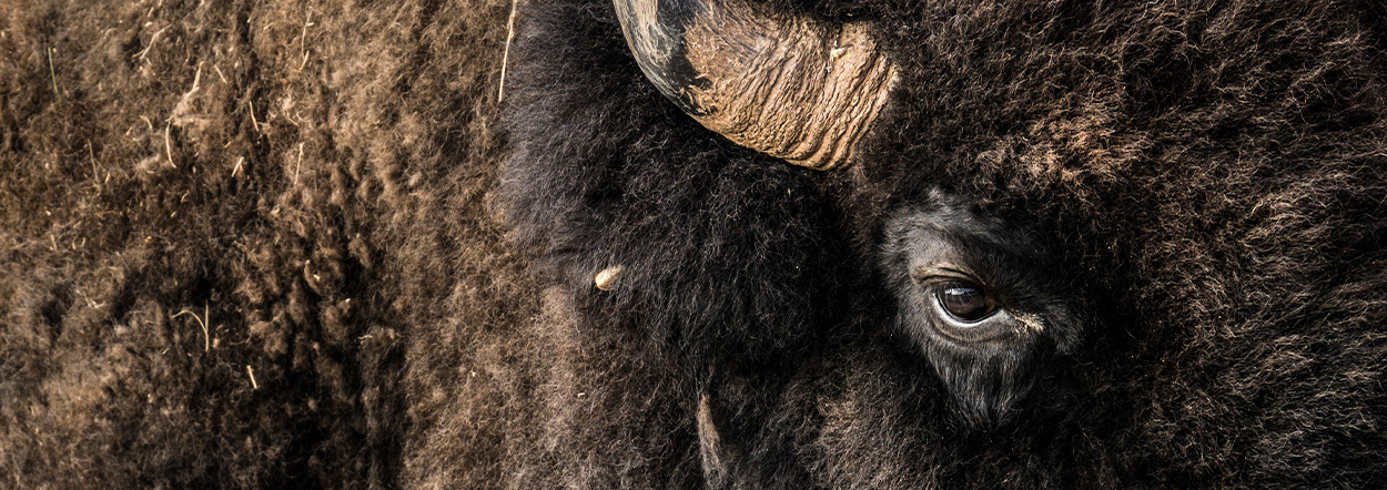 The Bison of Caprock Canyons State Park