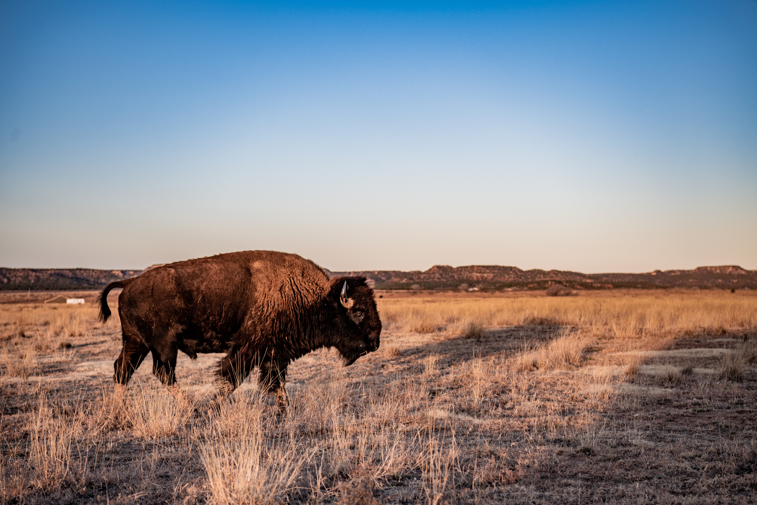 A Storied Tale of Bison in Texas - We Will Not Be Tamed