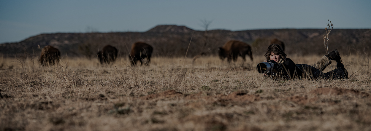 Bison Workup at Caprock Canyons State Park