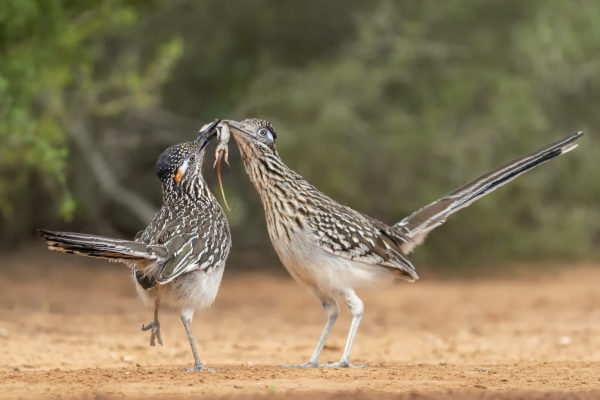 Roadrunners with lizard on Santa Clara Ranch.